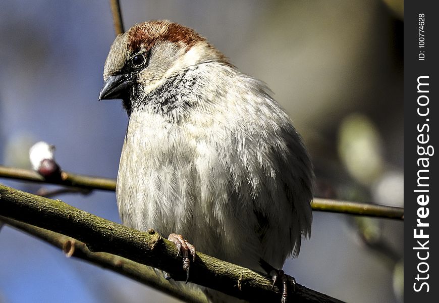 Bird, Sparrow, Beak, Fauna