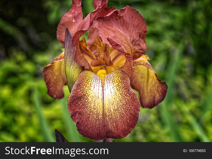 Flower, Plant, Flora, Iris Family