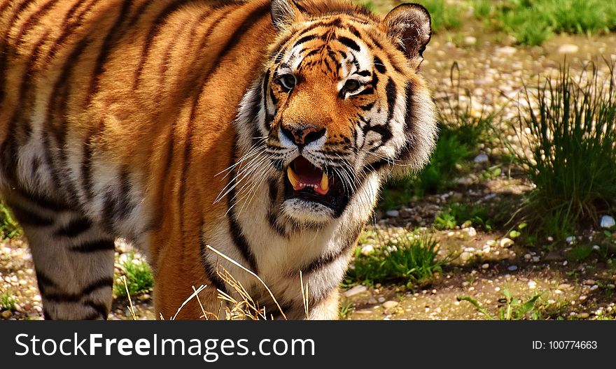 Tiger, Wildlife, Mammal, Terrestrial Animal