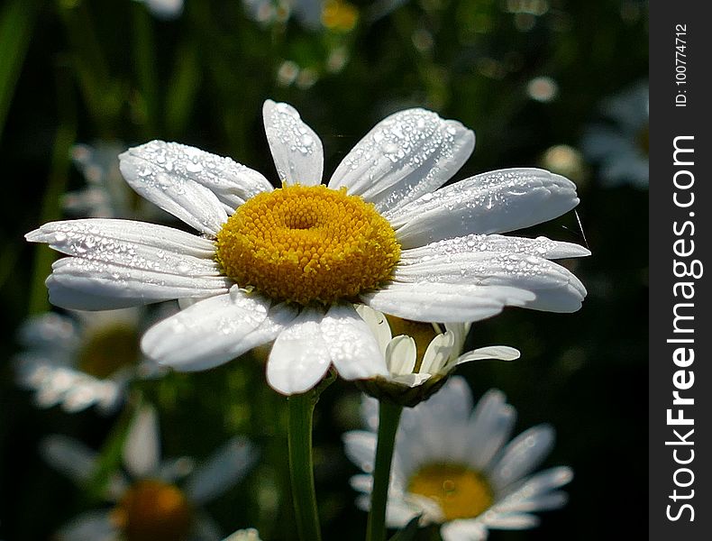 Flower, Oxeye Daisy, Flora, Chamaemelum Nobile