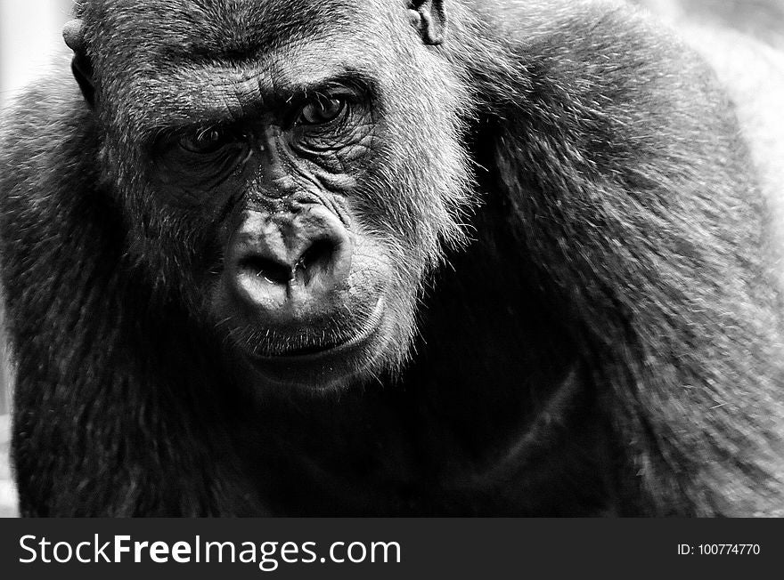 Great Ape, Black, Black And White, Western Gorilla