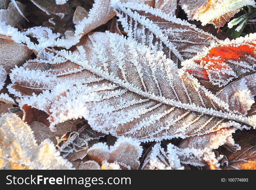 Frost, Leaf, Freezing, Winter
