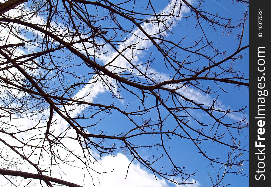 Branch, Sky, Tree, Leaf