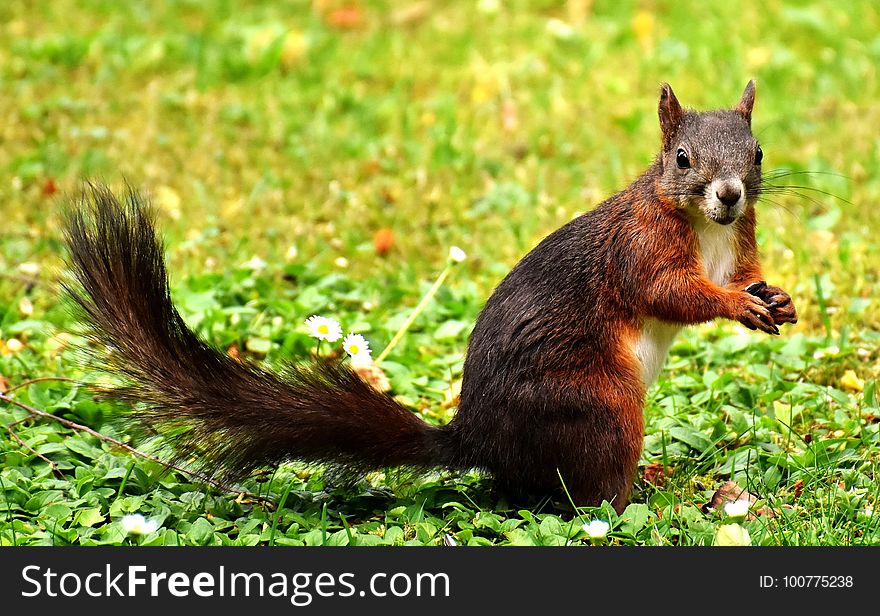 Squirrel, Fauna, Mammal, Fox Squirrel