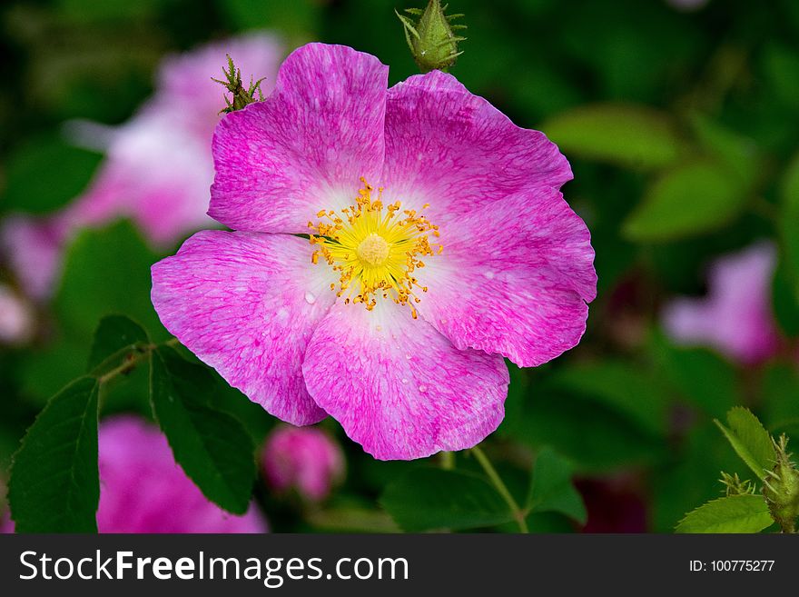 Flower, Pink, Rose Family, Flora