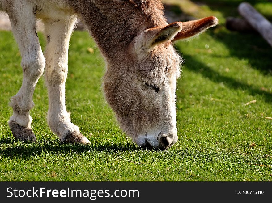 Donkey, Fauna, Horse Like Mammal, Grass