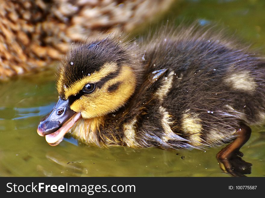 Bird, Duck, Ducks Geese And Swans, Fauna