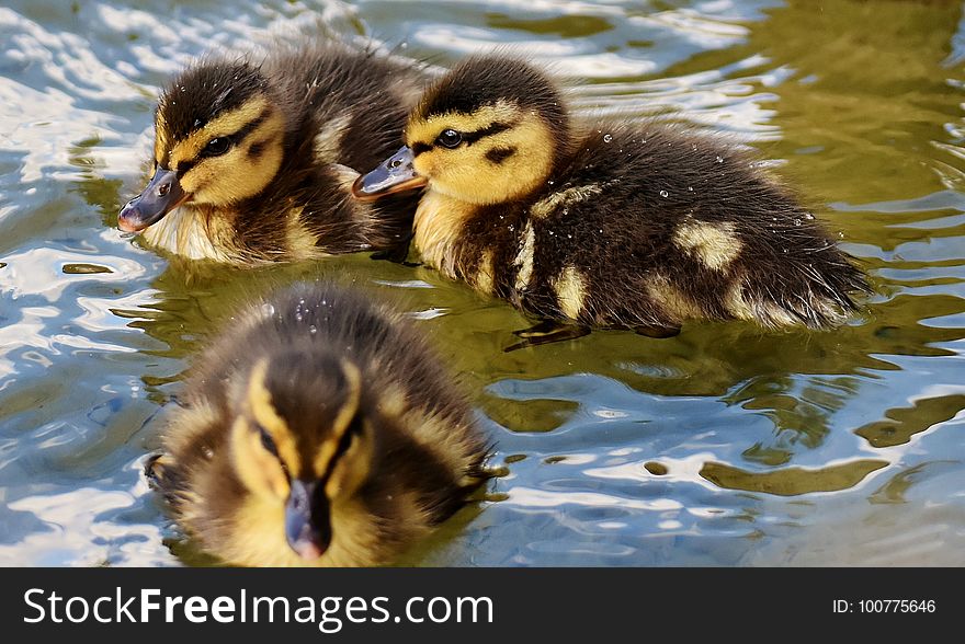 Duck, Bird, Ducks Geese And Swans, Water Bird