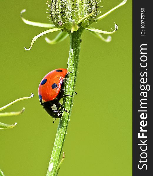 Insect, Beetle, Ladybird, Macro Photography