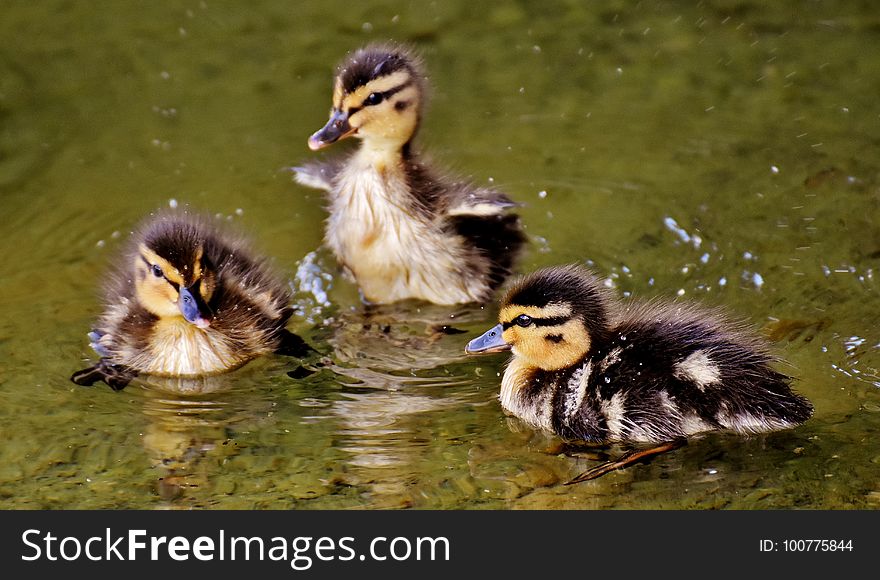 Duck, Bird, Water Bird, Ducks Geese And Swans