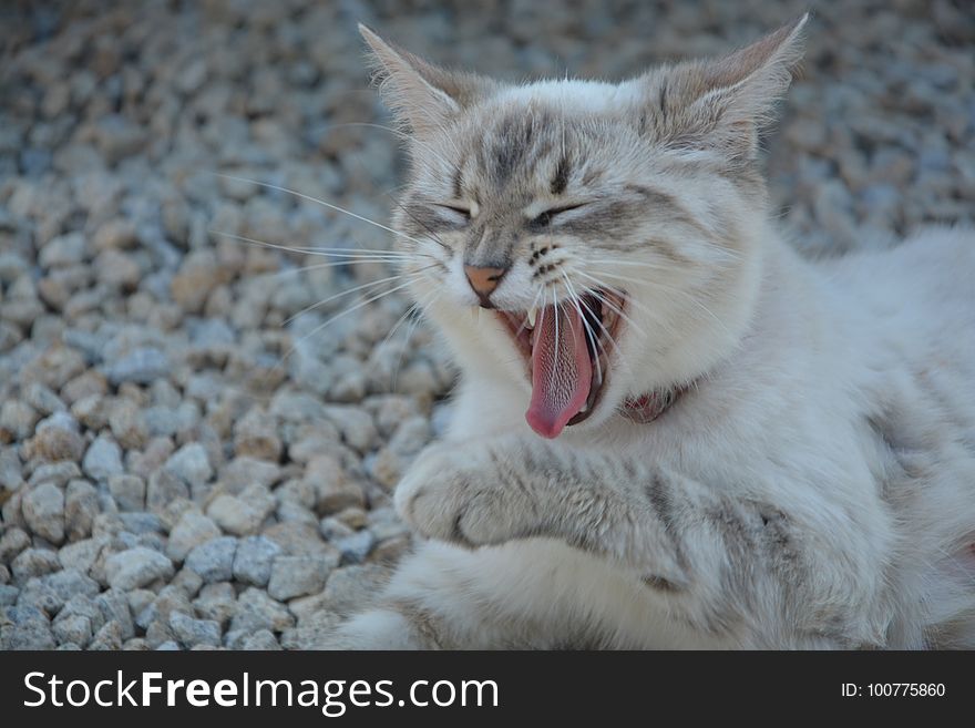 Cat, Facial Expression, Whiskers, Yawn