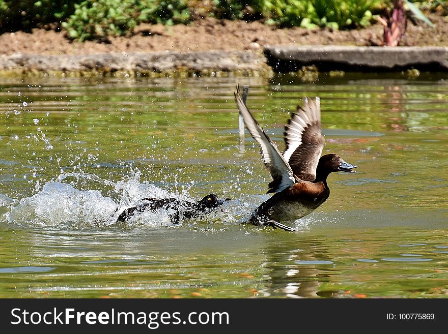 Bird, Water, Fauna, Water Bird