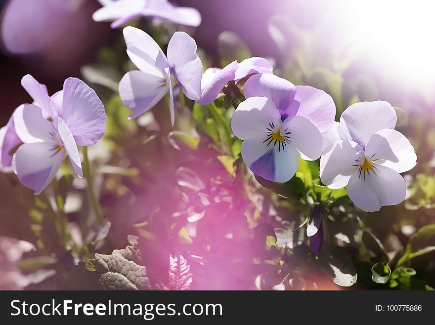 Flower, Violet, Purple, Flowering Plant