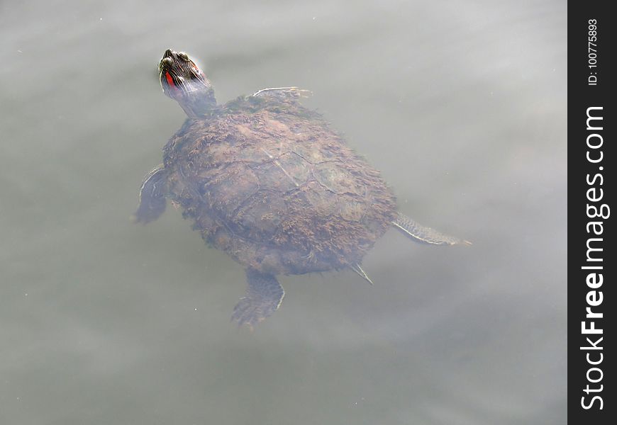 Fauna, Turtle, Beak, Bird