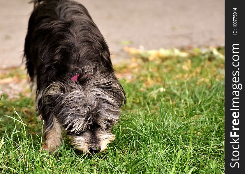 Dog, Dog Breed, Dog Like Mammal, Grass