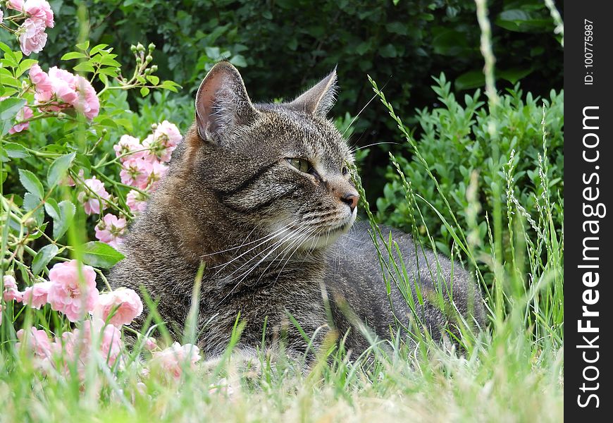 Cat, Fauna, Grass, Small To Medium Sized Cats