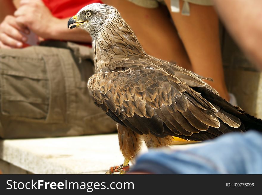 Fauna, Bird, Beak, Bird Of Prey