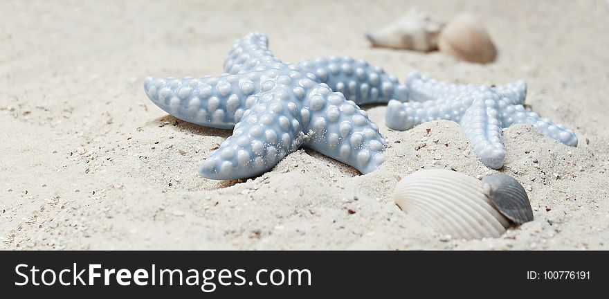 Starfish, Seashell, Sand, Close Up