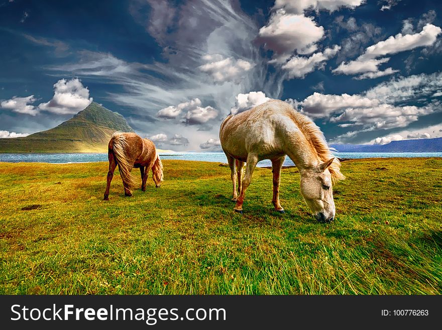 Grassland, Pasture, Ecosystem, Grazing