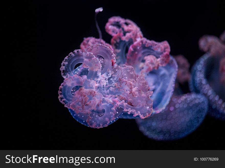 Cnidaria, Jellyfish, Marine Invertebrates, Purple