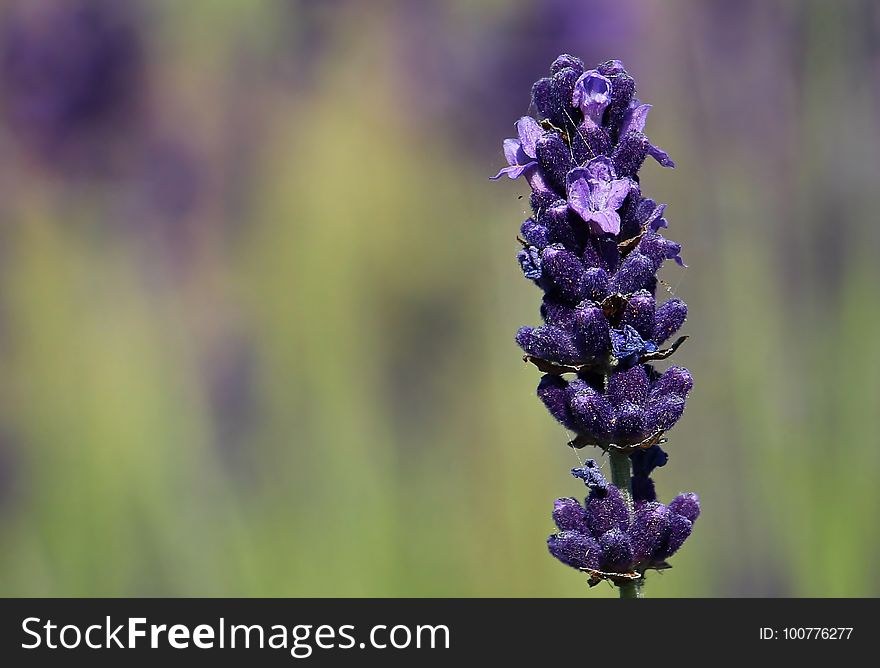 Flower, English Lavender, Lavender, French Lavender