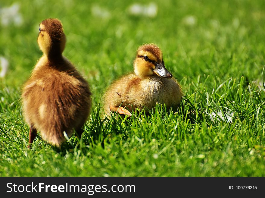 Bird, Duck, Fauna, Ducks Geese And Swans
