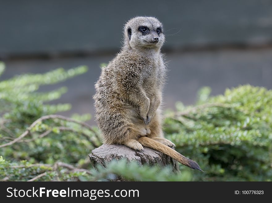 Meerkat, Mammal, Fauna, Terrestrial Animal