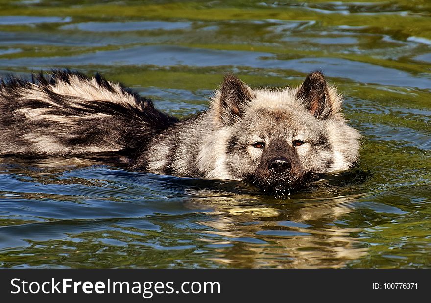 Mammal, Wildlife, Dog Breed Group, Czechoslovakian Wolfdog