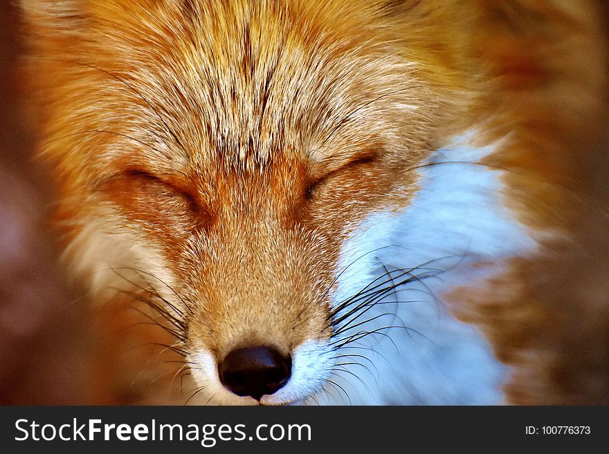 Fox, Red Fox, Wildlife, Whiskers