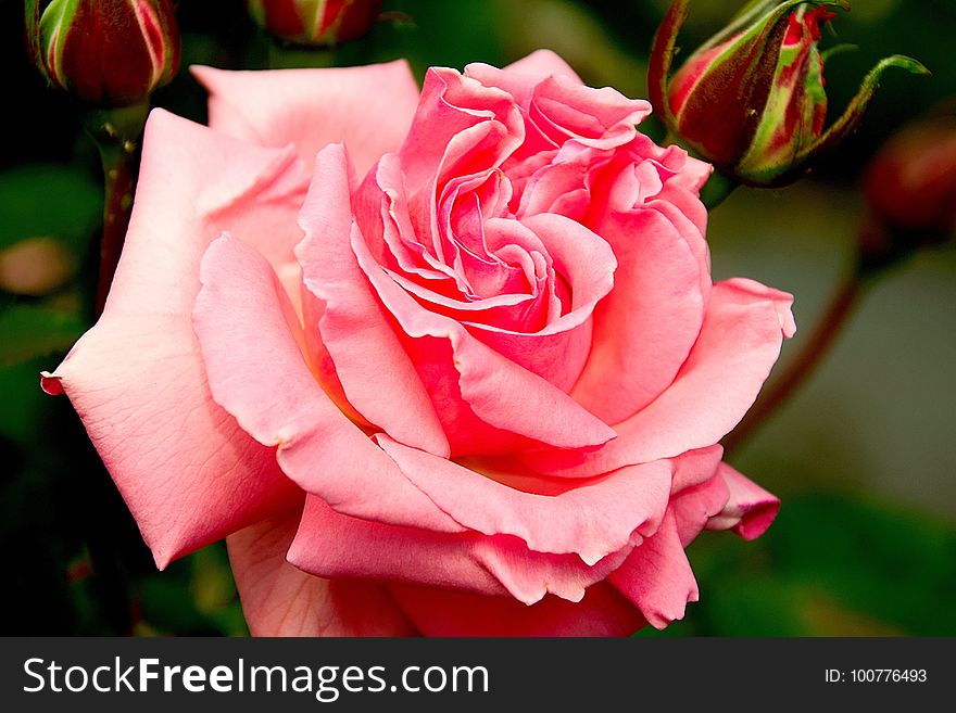 Rose, Flower, Garden Roses, Rose Family