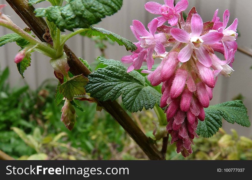 Plant, Flower, Flora, Flowering Plant