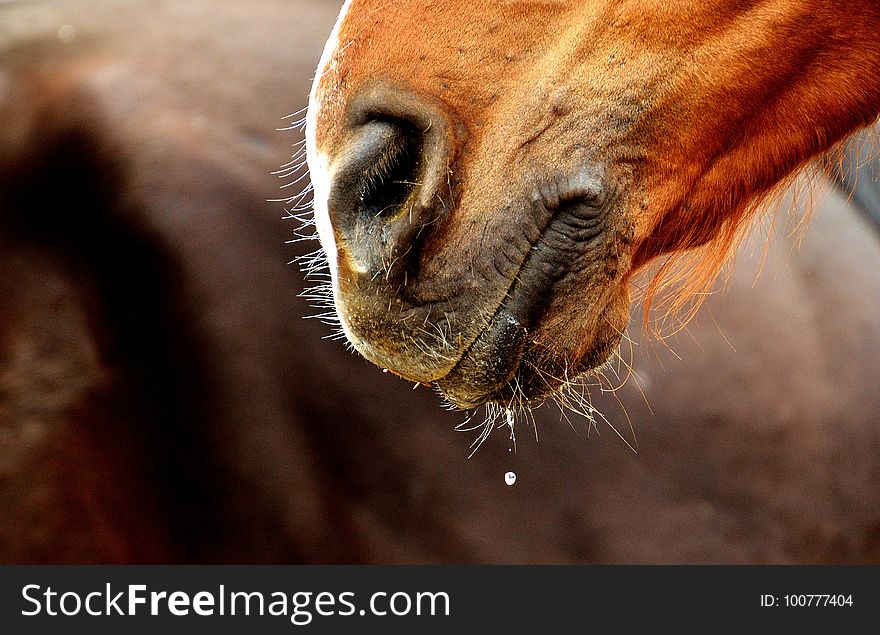 Wildlife, Nose, Whiskers, Fauna