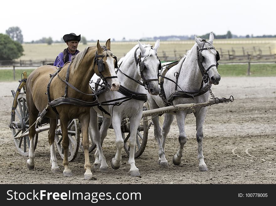 Horse Harness, Rein, Horse, Pack Animal