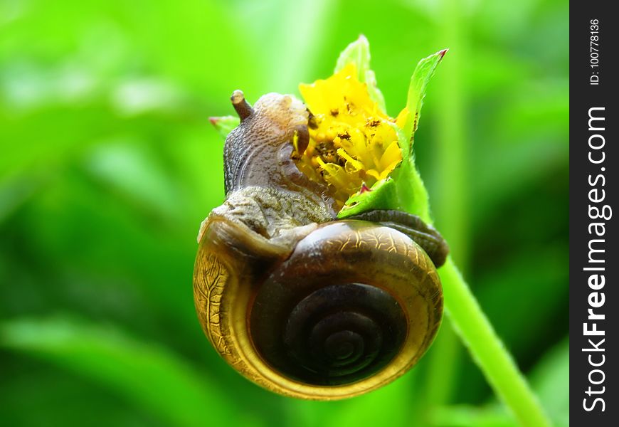 Snail, Snails And Slugs, Macro Photography, Invertebrate