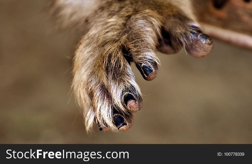 Close Up, Snout, Wildlife, Mane