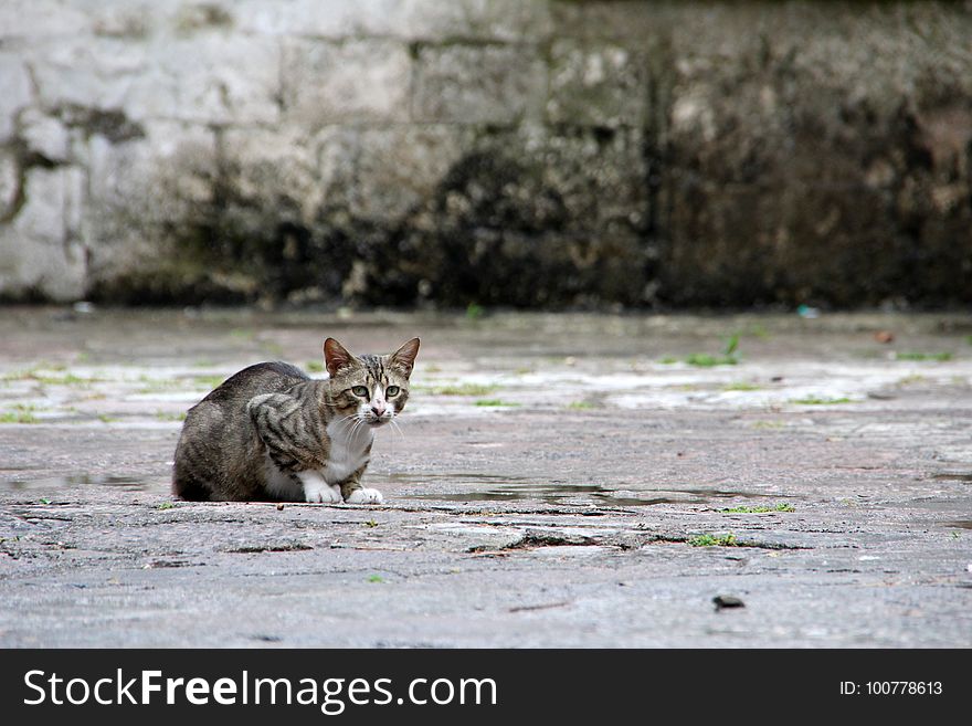 Cat, Mammal, Fauna, Small To Medium Sized Cats