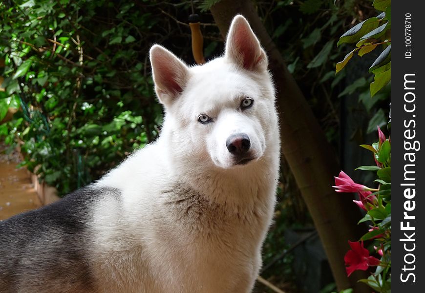 Dog, Dog Like Mammal, Dog Breed, Siberian Husky