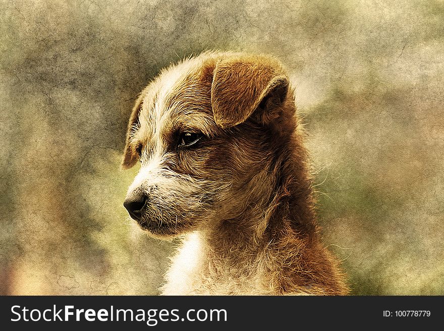 Dog Breed, Whiskers, Fauna, Dog