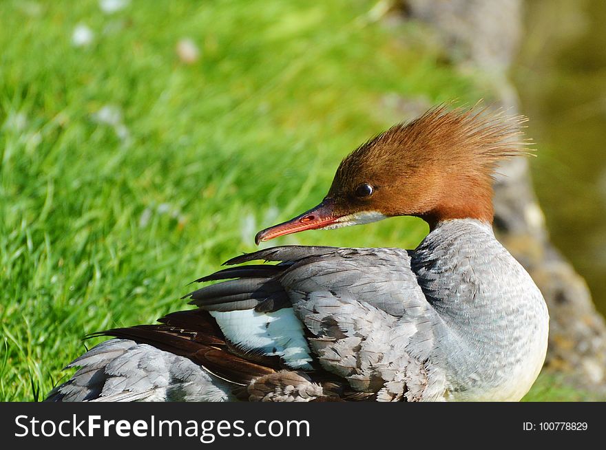 Bird, Fauna, Beak, Water Bird