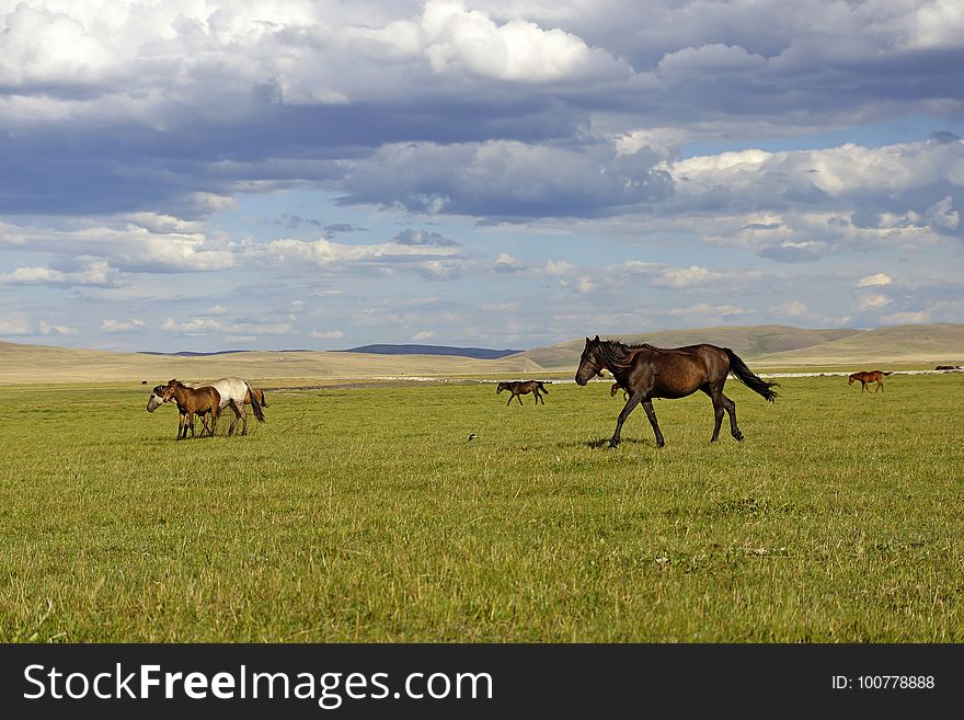 Grassland, Pasture, Ecosystem, Grazing