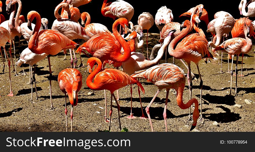 Flamingo, Water Bird, Bird, Beak