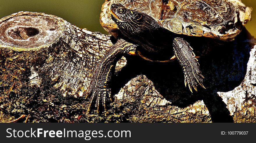 Reptile, Emydidae, Terrestrial Animal, Toad