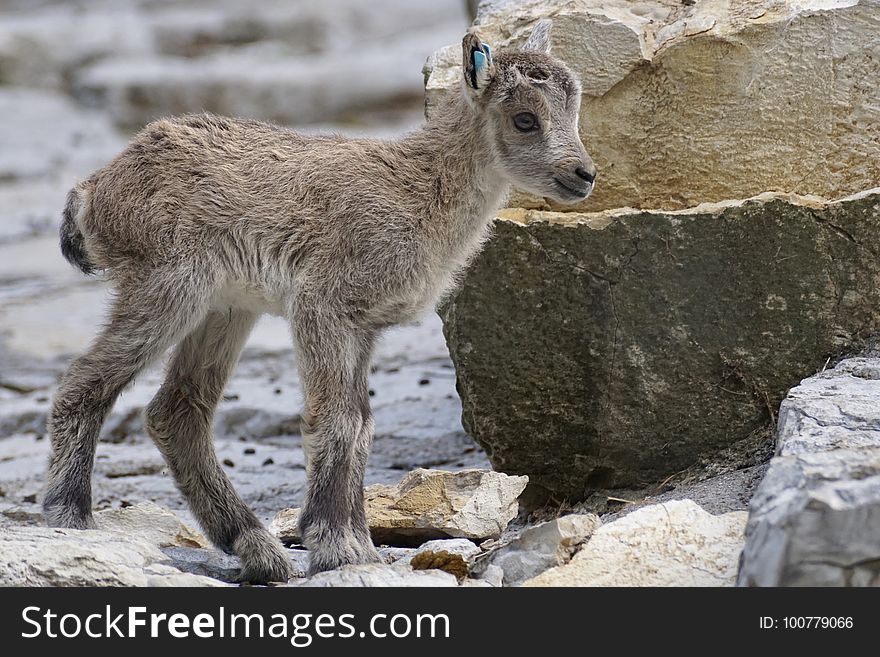 Goats, Fauna, Wildlife, Mountain Goat