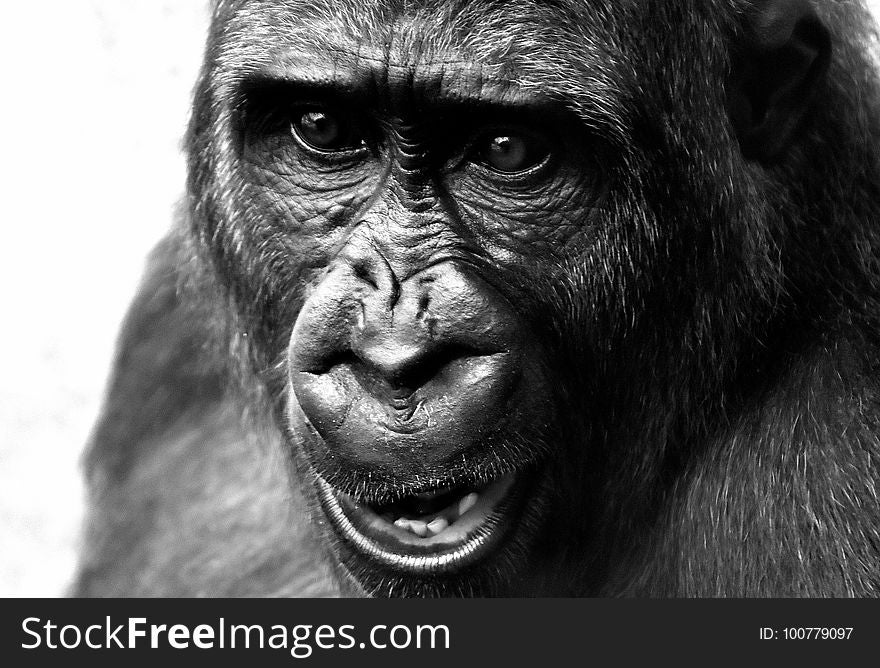 Face, Black, Black And White, Great Ape