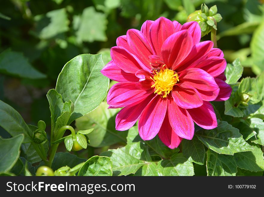 Flower, Plant, Flowering Plant, Annual Plant