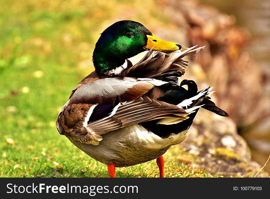 Bird, Duck, Mallard, Fauna