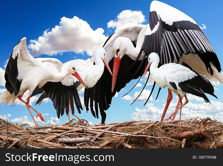 Stork, White Stork, Bird, Beak