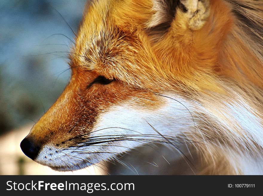 Fox, Wildlife, Red Fox, Fur