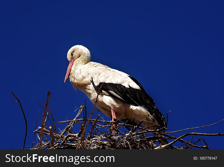 Bird, White Stork, Stork, Sky