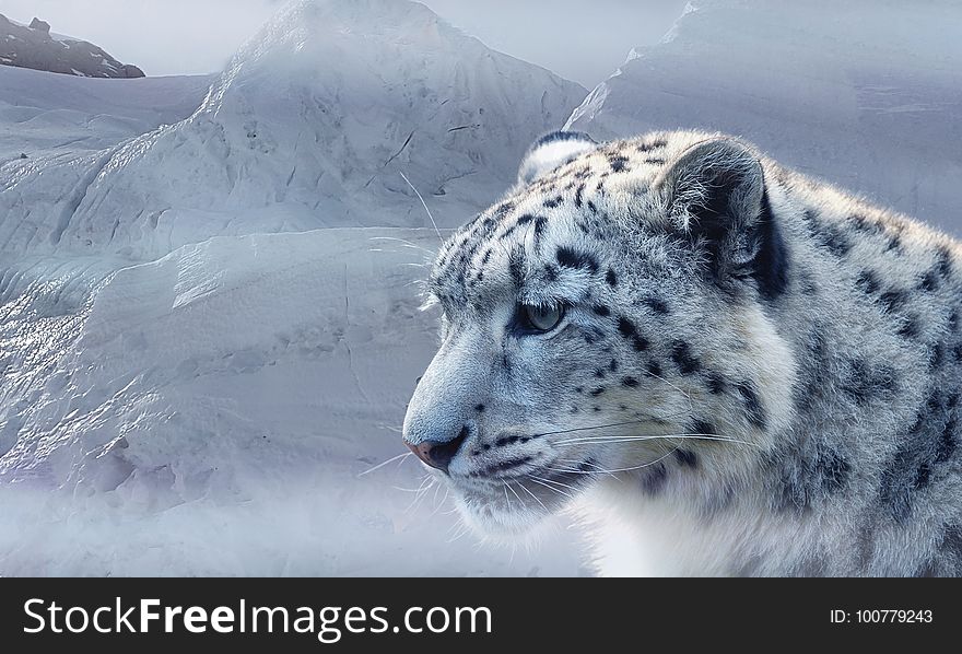 Snow Leopard, Wildlife, Mammal, Cat Like Mammal